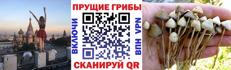 гидра ТОР  Североморск  Псилоцибиновые грибы GOLDEN TEACHER 